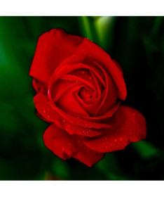 Large-flowered rose 'Fulgurante' in a 2l pot.