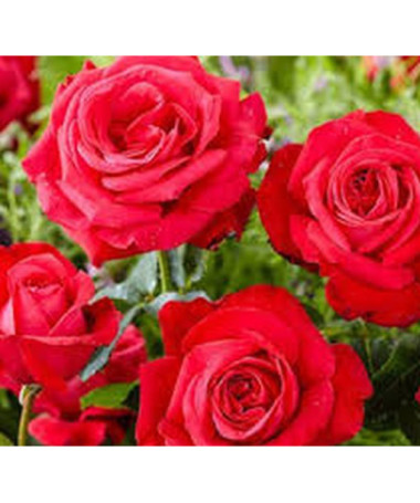 Large-flowered rose 'Fulgurante' in a 2l pot.