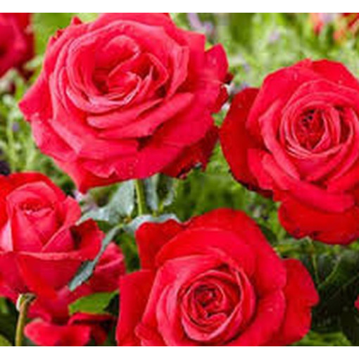 Large-flowered rose 'Fulgurante' in a 2l pot.