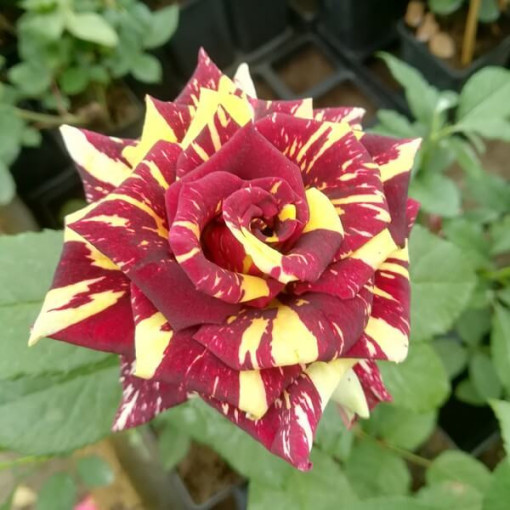 Hybrid Tea Rose 'Ewenement', 2l pot