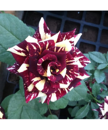 Hybrid Tea Rose 'Ewenement', 2l pot