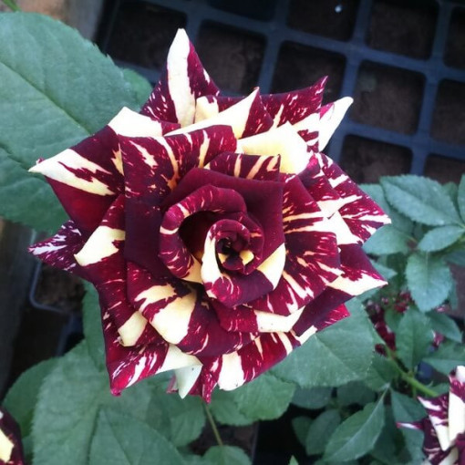 Hybrid Tea Rose 'Ewenement', 2l pot