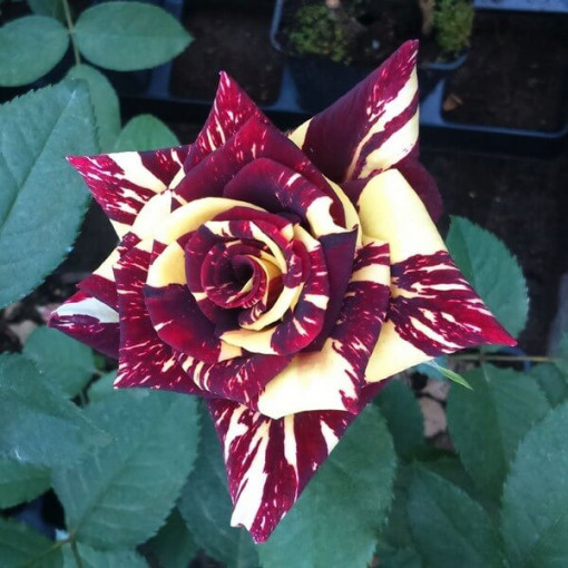 Hybrid Tea Rose 'Ewenement', 2l pot