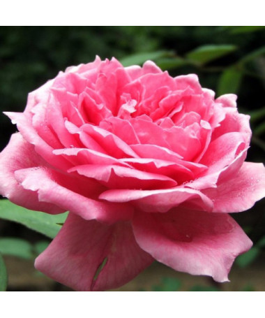 Hybrid Tea Rose 'Dream Princess', 2l pot