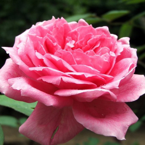 Hybrid Tea Rose 'Dream Princess', 2l pot