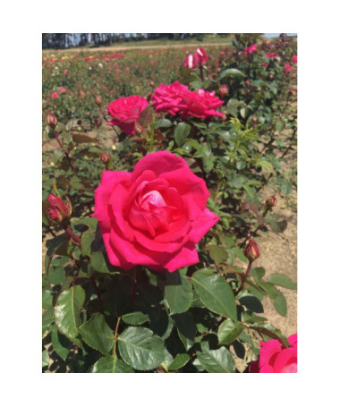 Hybrid Tea Rose 'Dream Princess', 2l pot