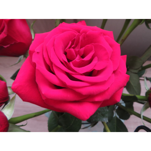 Hybrid Tea Rose 'Dream Princess', 2l pot