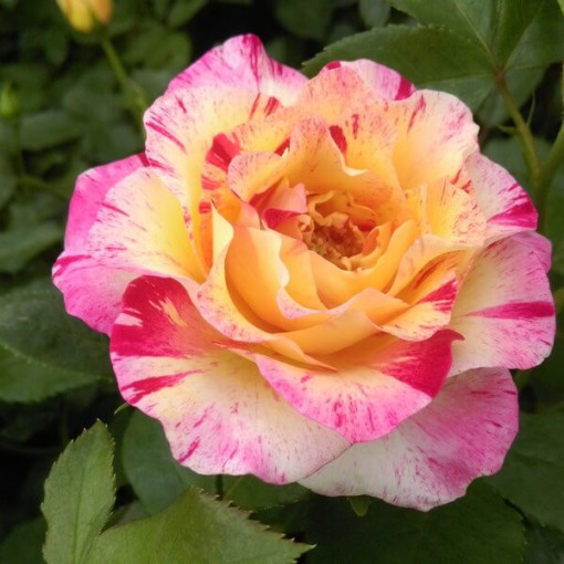 Hybrid Tea Rose 'Desse' 2l