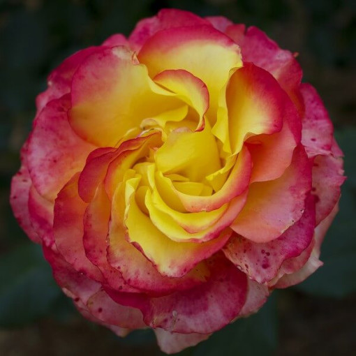 Hybrid Tea Rose 'Desse' 2l