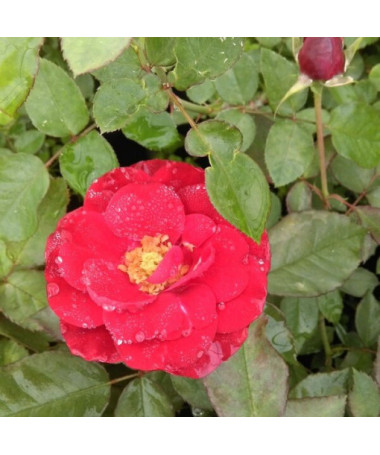 Hybrid Tea Rose 'Cygne Noir', 2l pot