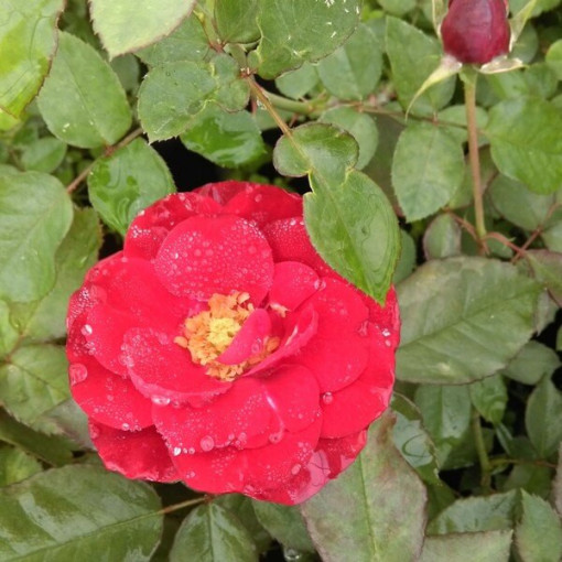 Hybrid Tea Rose 'Cygne Noir', 2l pot