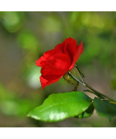 Hybrid Tea Rose 'Cygne Noir', 2l pot