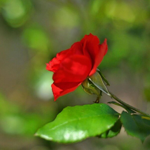 Hybrid Tea Rose 'Cygne Noir', 2l pot