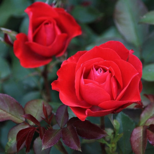 Hybrid Tea Rose 'Cygne Noir', 2l pot