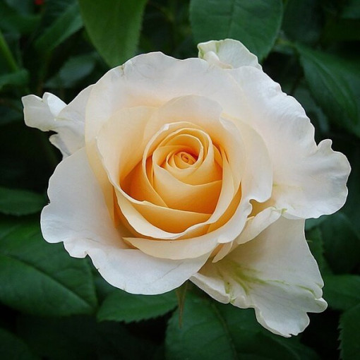 Hybrid Tea Rose 'Casanova', 2l pot