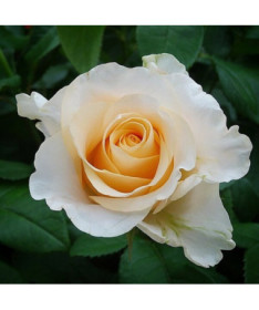 Hybrid Tea Rose 'Casanova', 2l pot