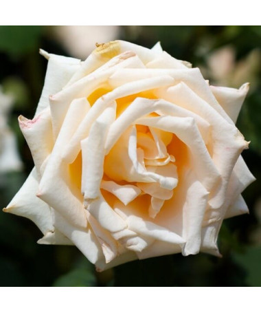 Hybrid Tea Rose 'Casanova', 2l pot
