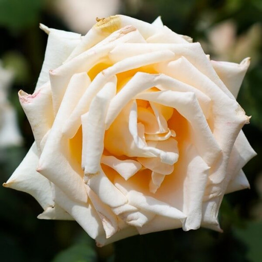 Hybrid Tea Rose 'Casanova', 2l pot