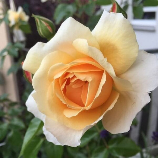 Hybrid Tea Rose 'Casanova', 2l pot