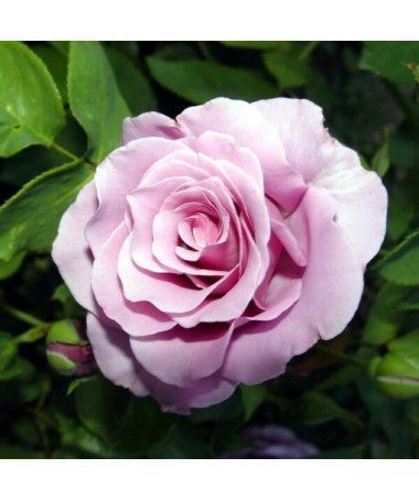 Hybrid Tea Rose 'Blue Winder', 2l pot