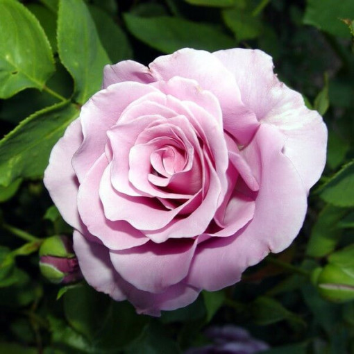 Hybrid Tea Rose 'Blue Winder', 2l pot