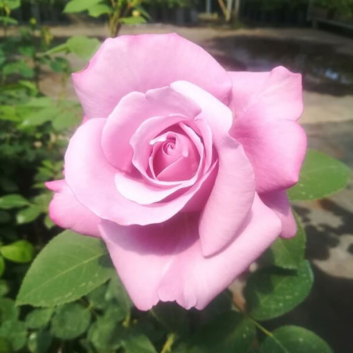 Hybrid Tea Rose 'Blue Winder', 2l pot