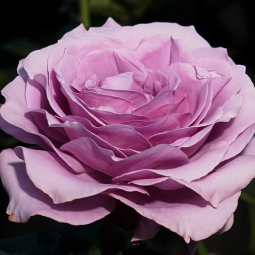 Hybrid Tea Rose 'Blue Winder', 2l pot