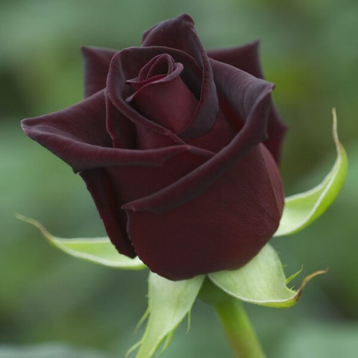 Hybrid Tea Rose 'Black Diamond', 2l pot