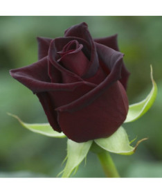Hybrid Tea Rose 'Black Diamond', 2l pot