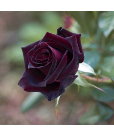 Hybrid Tea Rose 'Black Diamond', 2l pot
