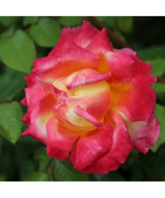 Hybrid Tea Rose 'Bicolette' 4l