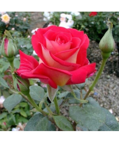Hybrid Tea Rose 'Bicolette' 4l