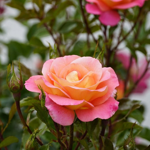 Hybrid Tea Rose 'Bicolette' 4l