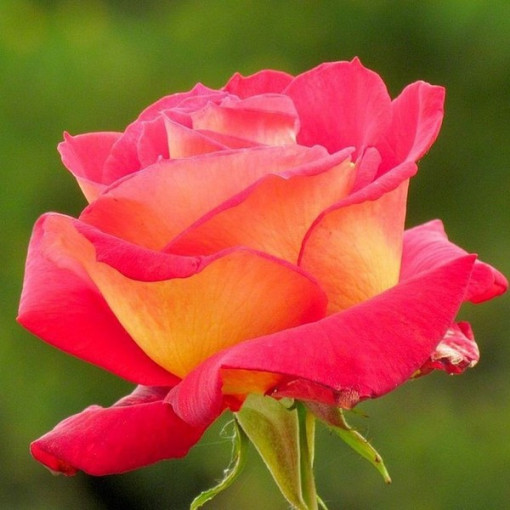Hybrid Tea Rose 'Bicolette' 4l