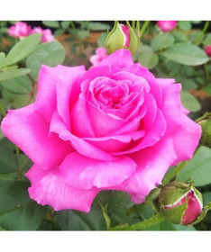 Hybrid Tea Rose 'Belle Ange', 2l pot