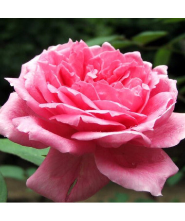 Hybrid Tea Rose 'Belle Ange', 2l pot