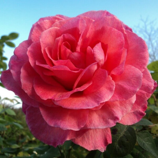 Hybrid Tea Rose 'Belle Ange', 2l pot