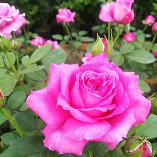 Hybrid Tea Rose 'Belle Ange', 2l pot