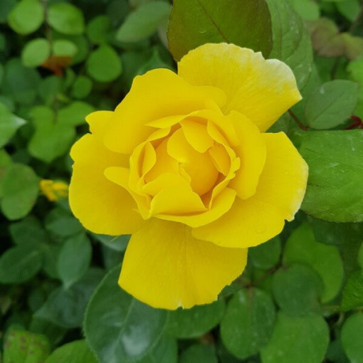 Large-flowered Rose 'Arthur Bell' 2l