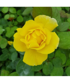 Large-flowered Rose 'Arthur Bell' 2l