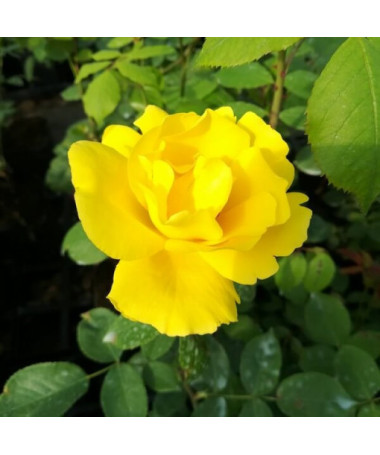 Large-flowered Rose 'Arthur Bell' 2l