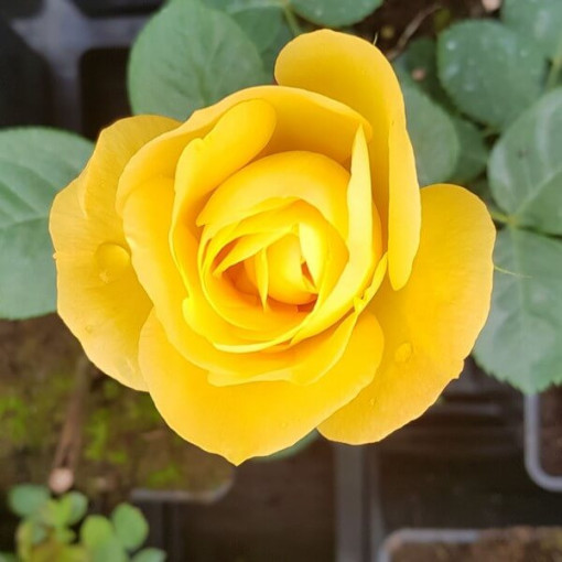 Large-flowered Rose 'Arthur Bell' 2l