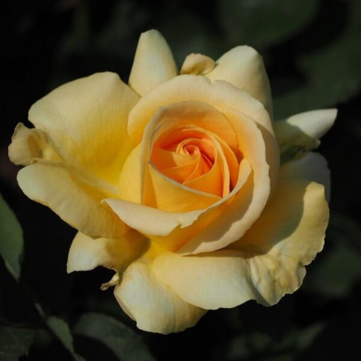 Large-flowered Rose 'Arthur Bell' 2l