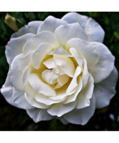 Large-flowered Rose 'Artemia' pot, 2l