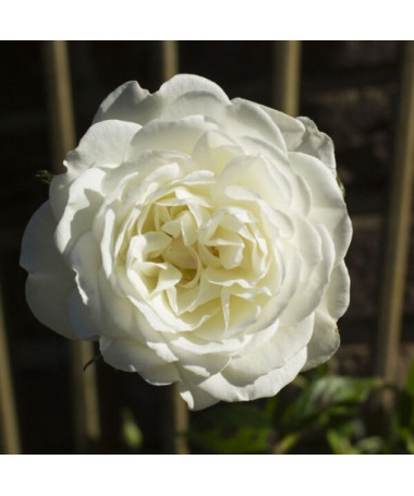 Large-flowered Rose 'Artemia' pot, 2l