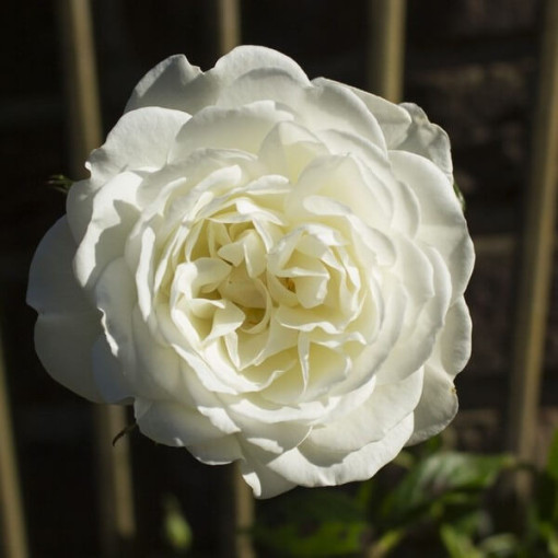 Large-flowered Rose 'Artemia' pot, 2l