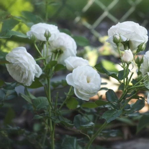 Large-flowered Rose 'Artemia' pot, 2l