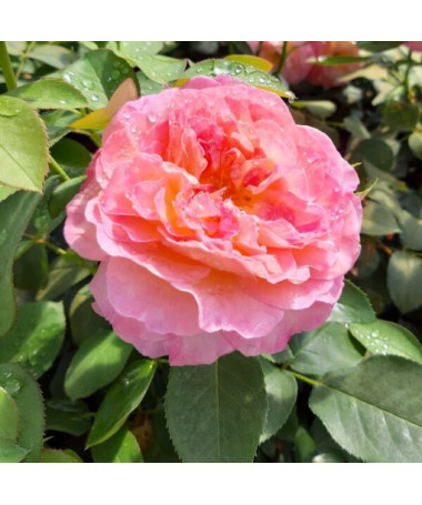 Large-flowered Rose 'Alojse' pot, 2l