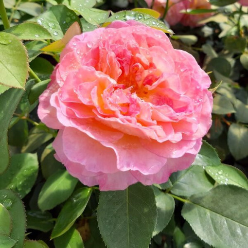 Large-flowered Rose 'Alojse' pot, 2l