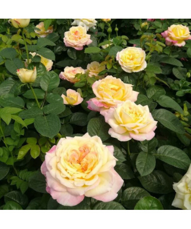 Large-flowered Rose 'Alojse' pot, 2l